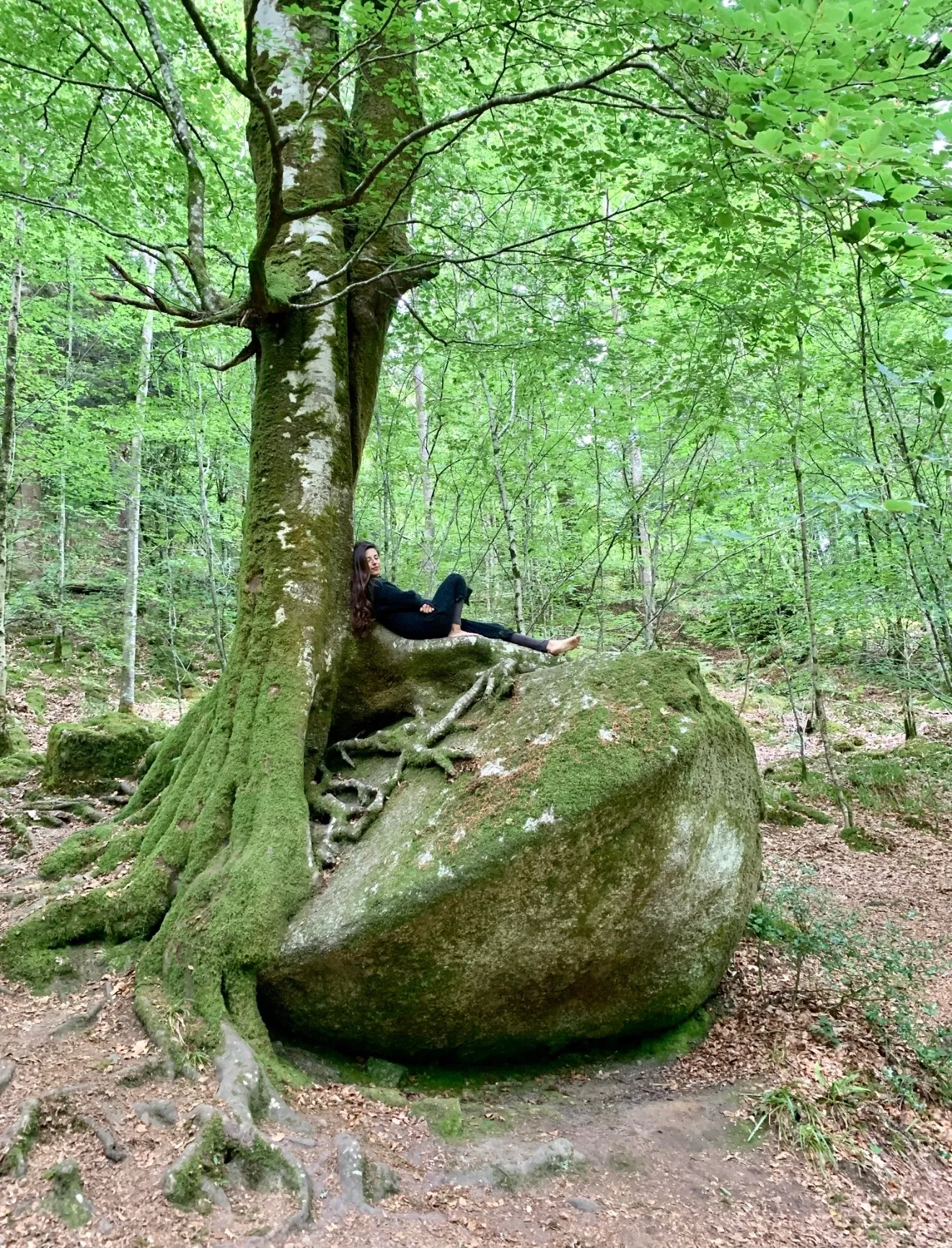 Dalia resting at the roots of an old, moss-covered tree in the forest